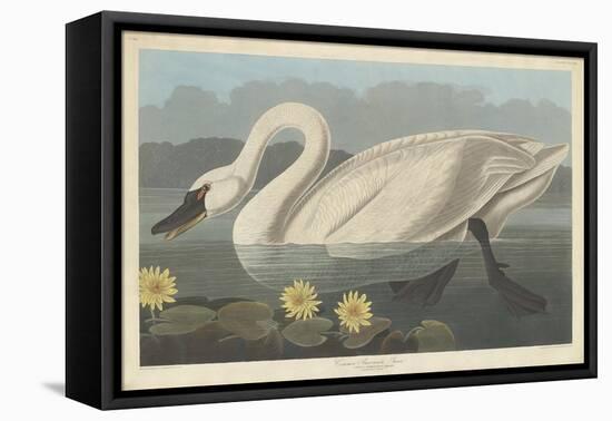 Common American Swan, 1838-John James Audubon-Framed Stretched Canvas