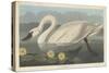 Common American Swan, 1838-John James Audubon-Stretched Canvas