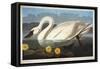 Common American Swan. Whistling Swan-John James Audubon-Framed Stretched Canvas