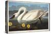 Common American Swan. Whistling Swan-John James Audubon-Stretched Canvas