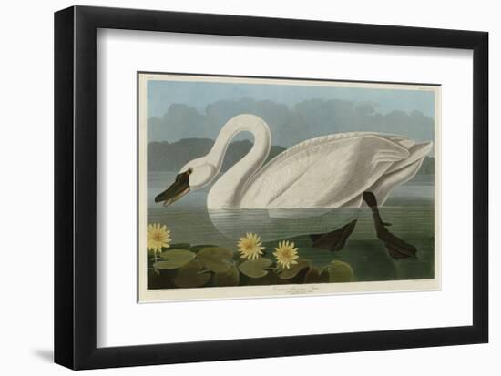 Common American Swan-John James Audubon-Framed Giclee Print