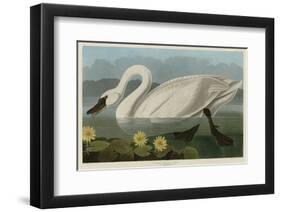 Common American Swan-John James Audubon-Framed Giclee Print