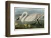 Common American Swan-John James Audubon-Framed Giclee Print