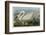 Common American Swan-John James Audubon-Framed Giclee Print