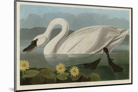 Common American Swan-John James Audubon-Mounted Giclee Print