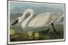 Common American Swan-John James Audubon-Mounted Giclee Print