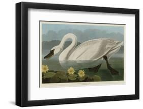 Common American Swan-John James Audubon-Framed Art Print