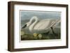 Common American Swan-John James Audubon-Framed Art Print