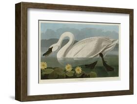 Common American Swan-John James Audubon-Framed Art Print