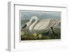 Common American Swan-John James Audubon-Framed Art Print