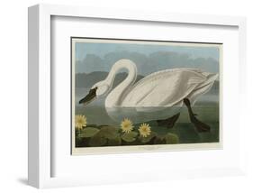 Common American Swan-John James Audubon-Framed Art Print