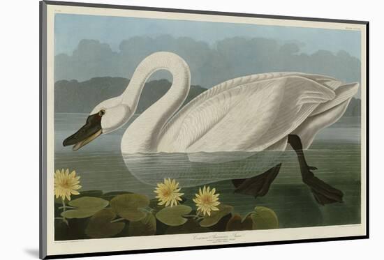 Common American Swan-John James Audubon-Mounted Art Print