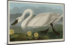 Common American Swan-John James Audubon-Mounted Art Print