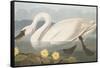 Common American Swan-John James Audubon-Framed Stretched Canvas