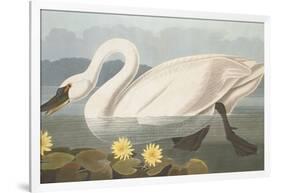 Common American Swan-John James Audubon-Framed Giclee Print