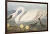 Common American Swan-John James Audubon-Framed Giclee Print