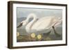 Common American Swan-John James Audubon-Framed Giclee Print