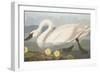 Common American Swan-John James Audubon-Framed Giclee Print