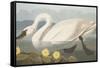 Common American Swan-John James Audubon-Framed Stretched Canvas