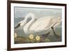 Common American Swan-John James Audubon-Framed Premium Giclee Print