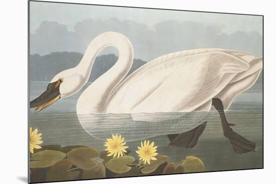 Common American Swan-John James Audubon-Mounted Premium Giclee Print