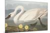 Common American Swan-John James Audubon-Mounted Premium Giclee Print