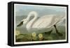 Common American Swan-John James Audubon-Framed Stretched Canvas