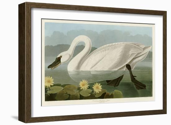 Common American Swan-John James Audubon-Framed Giclee Print