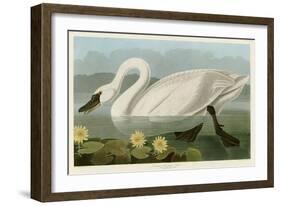 Common American Swan-John James Audubon-Framed Giclee Print