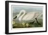 Common American Swan-John James Audubon-Framed Giclee Print