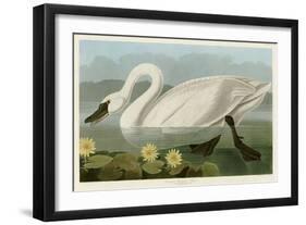 Common American Swan-John James Audubon-Framed Giclee Print