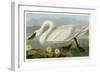 Common American Swan-John James Audubon-Framed Giclee Print