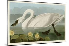 Common American Swan-John James Audubon-Mounted Giclee Print