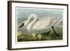 Common American Swan-John James Audubon-Framed Giclee Print