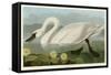 Common American Swan-John James Audubon-Framed Stretched Canvas