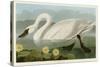 Common American Swan-John James Audubon-Stretched Canvas