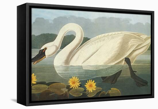 Common American Swan-John James Audubon-Framed Stretched Canvas