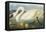 Common American Swan-John James Audubon-Framed Stretched Canvas