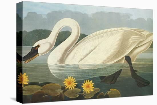 Common American Swan-John James Audubon-Stretched Canvas