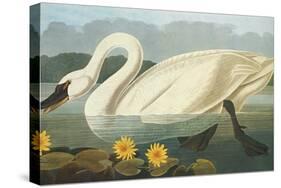 Common American Swan-John James Audubon-Stretched Canvas