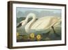 Common American Swan-John James Audubon-Framed Art Print