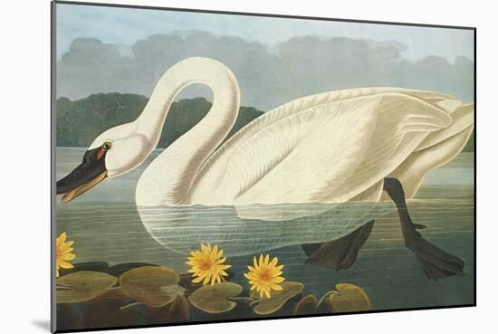 Common American Swan-John James Audubon-Mounted Art Print