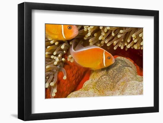 Common anemonefish with eggs in Magnificent sea anemone Yap, Micronesia-David Fleetham-Framed Photographic Print
