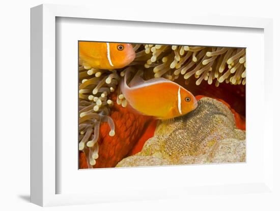 Common anemonefish with eggs in Magnificent sea anemone Yap, Micronesia-David Fleetham-Framed Photographic Print