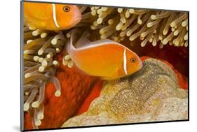 Common anemonefish with eggs in Magnificent sea anemone Yap, Micronesia-David Fleetham-Mounted Photographic Print