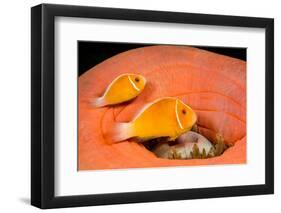 Common anemonefish with host anemone, Yap, Micronesia-David Fleetham-Framed Photographic Print