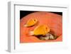 Common anemonefish with host anemone, Yap, Micronesia-David Fleetham-Framed Photographic Print