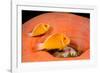 Common anemonefish with host anemone, Yap, Micronesia-David Fleetham-Framed Photographic Print