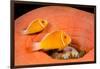 Common anemonefish with host anemone, Yap, Micronesia-David Fleetham-Framed Photographic Print