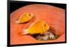 Common anemonefish with host anemone, Yap, Micronesia-David Fleetham-Framed Photographic Print